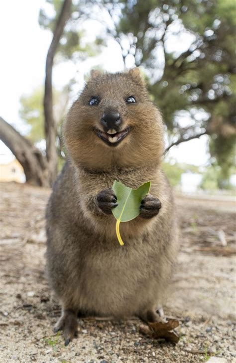 quocka|quokkas selfies.